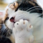 Curing-Bad-Cat-Breath-696×602