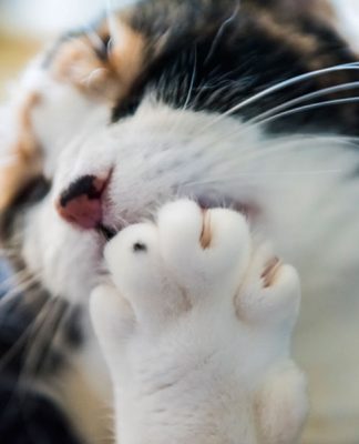 Curing Bad Cat Breath