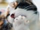 Curing Bad Cat Breath