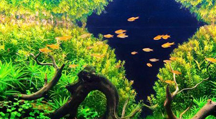 Custom Saltwater Aquariums-Aquascaping
