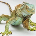 Dangerous-Reptiles-696×602