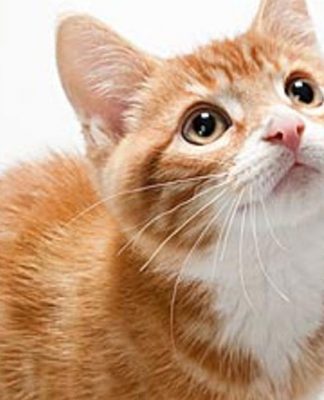 Dealing With Cat Allergies
