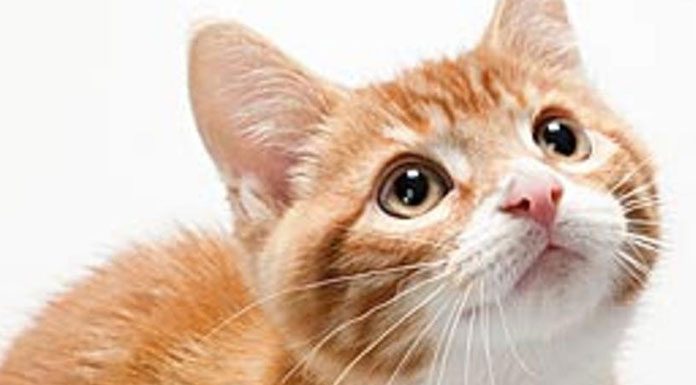 Dealing With Cat Allergies