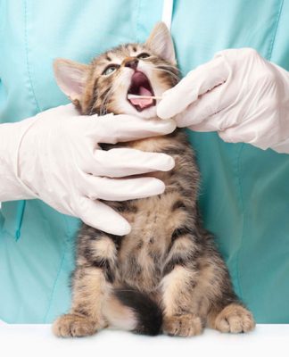 Dental Care for Cats
