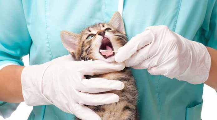 Dental Care for Cats