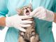 Dental Care for Cats
