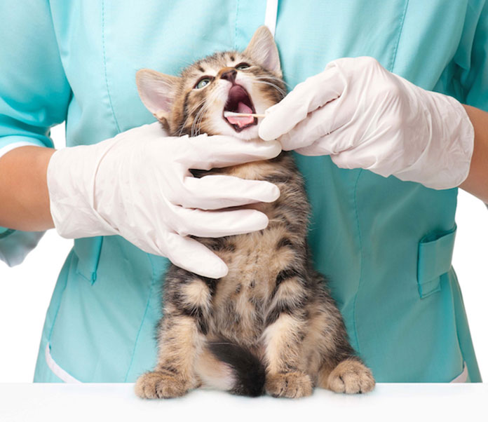Dental Care for Cats Petsourcing