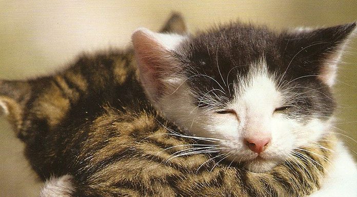 Deworming Multiple Cats