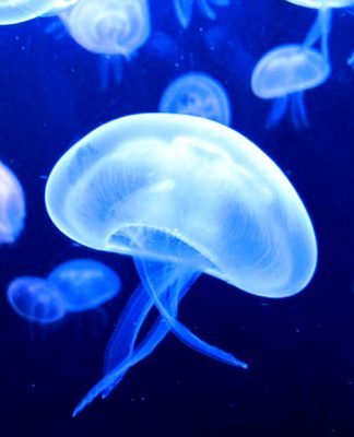 Different Types of Saltwater Aquariums