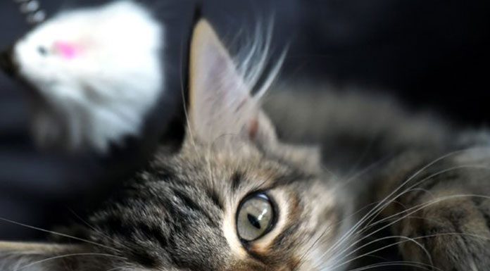 Disease watch and how to get rid of them