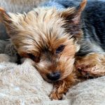 Disorders-Your-Dog-May-Inherit-696×602