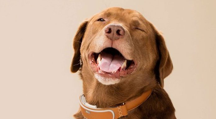 Do parasites cause cooting?