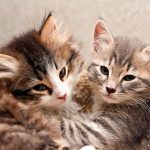 Does-Your-Cat-Have-an-Allergy-696×602