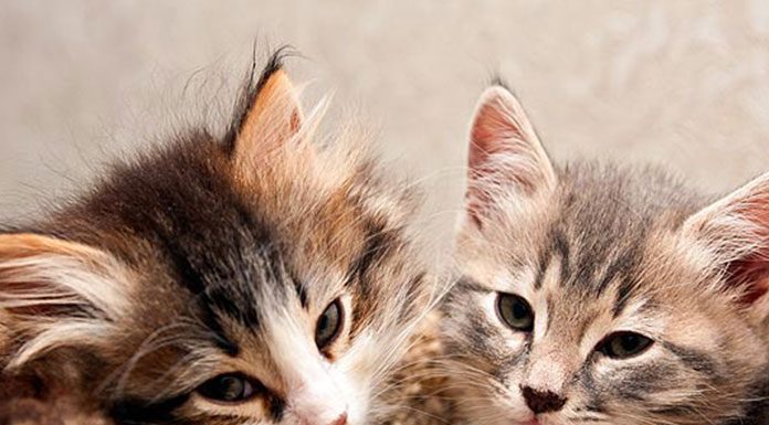 Does Your Cat Have an Allergy?