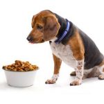 Does-Your-Dog’s-Diet-Need-to-Include-Supplements-696×602