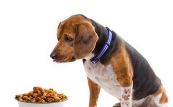 Does Your Dog’s Diet Need to Include Supplements?