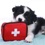 Doggie-First-Aid-Kit-696×602