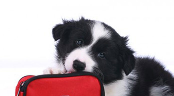 Doggie First Aid Kit