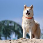 Doggie-Sit-Ups-696×602