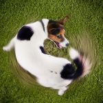 Dogs-Can-Suffer-Obsessive-Compulsive-Disorder-696×602