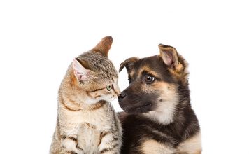 Dogs and Cats Compared