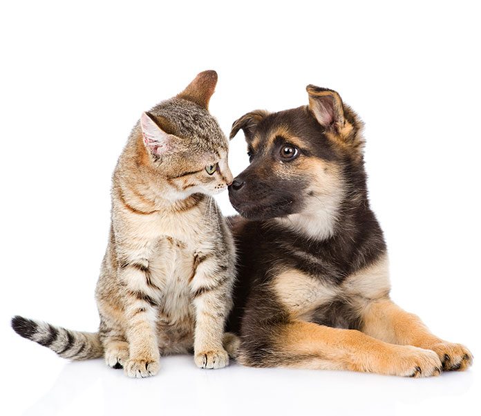 Dogs and Cats Compared | Petsourcing