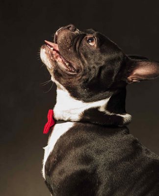 Dogs need different diets at different ages