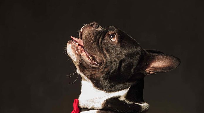 Dogs need different diets at different ages