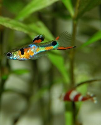 Domestic Fish-keeping