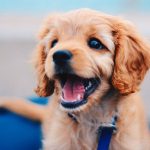 Don’t-Let-Your-Dog-Walk-You-696×602