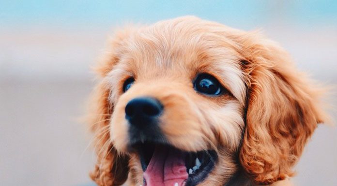 Don’t Let Your Dog Walk You