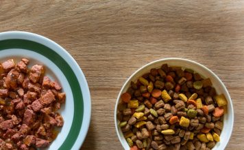 Dry Vs. Canned food
