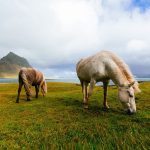 Eating-Manure—Natural-or-Not-696×602