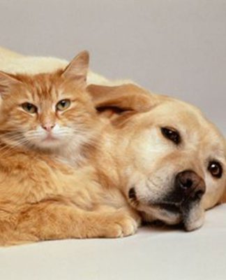 Epilepsy in Dogs and Cats