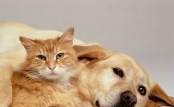 Epilepsy in Dogs and Cats
