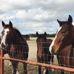 Equine-Colic-and-your-Horse-696×602
