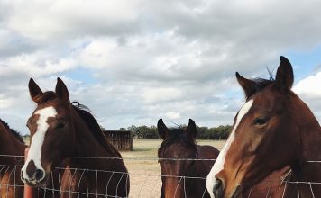 Equine Colic and your Horse