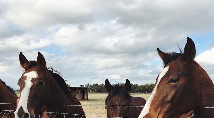 Equine Colic and your Horse