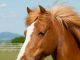 Equine Flu or Allergies?