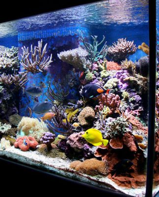 The Easiest Way to Setup a Saltwater Aquarium: Part Two