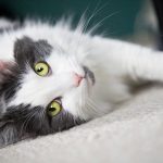 Facts-about-Cats-Do-you-know-this-and-that-1