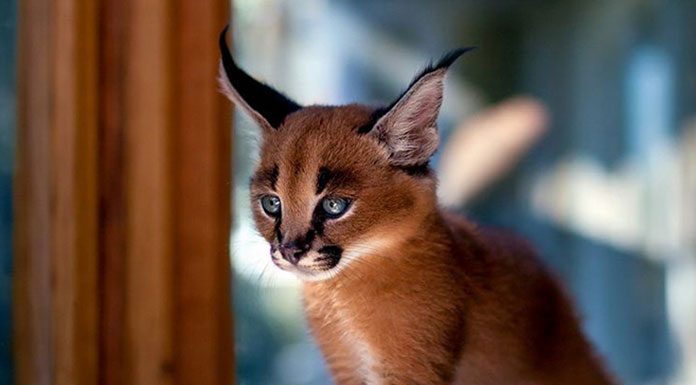 Facts about Cats: Do you know this and that?