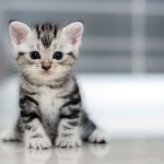 Feeding-Your-Cat-Dos-and-Don-ts-696×602