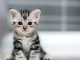 Feeding Your Cat: Dos and Don’ts