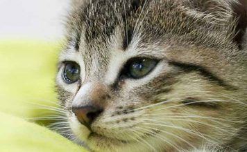 Feline Leukemia Virus Disease: A Major Threat to your Cat