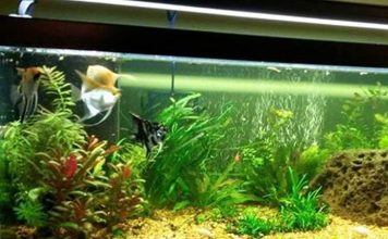 Fifty five Gallon Fresh Water Aquarium