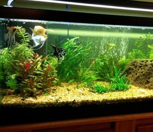 Fifty five Gallon Fresh Water Aquarium