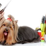 First-steps-in-grooming-1