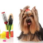 First-steps-in-grooming-696×602