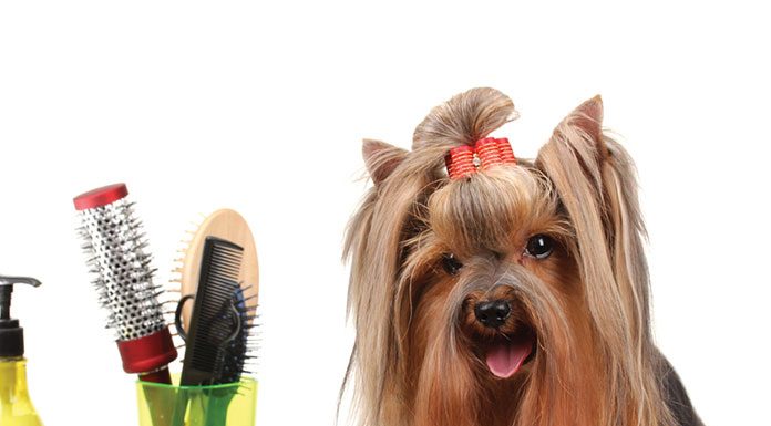 First steps in grooming